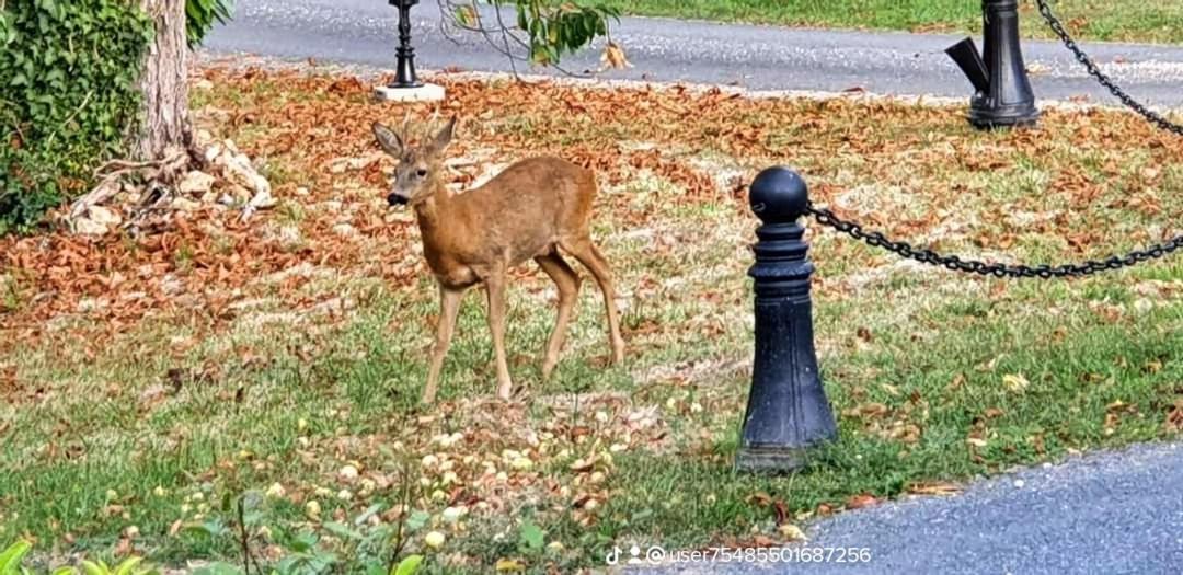 Gites Du Domaine De La Gauderie Sanilhac  Dış mekan fotoğraf